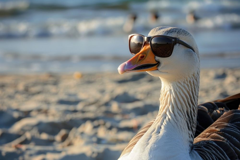 Photo of goose wear sunglasses accessories waterfowl accessory.
