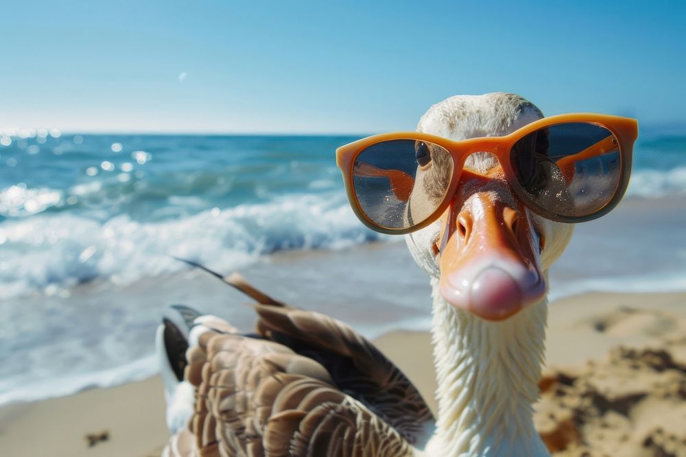 Photo of goose wear sunglasses beach accessories photography.