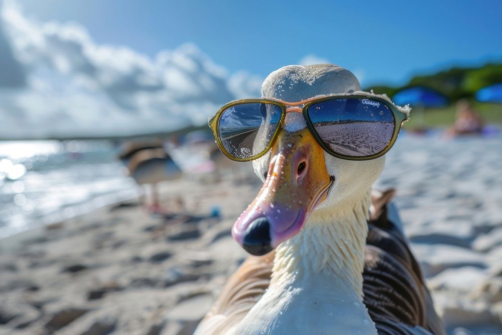 Photo of goose wear sunglasses beach accessories accessory.