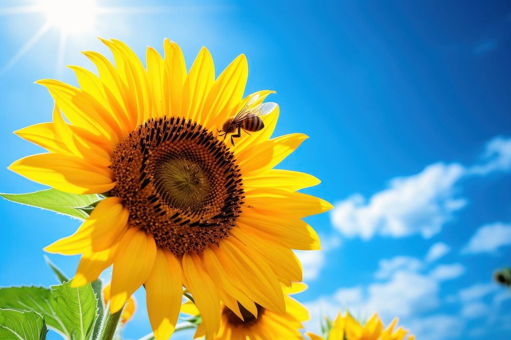 Sunflower wtih bee nature sky invertebrate.