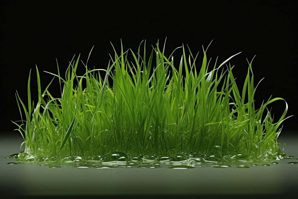 Grass grass vegetation aquatic.