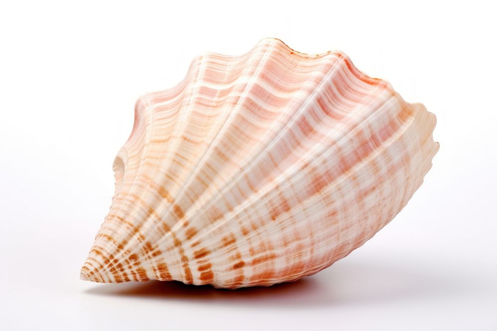 Sea shell invertebrate seashell clothing.