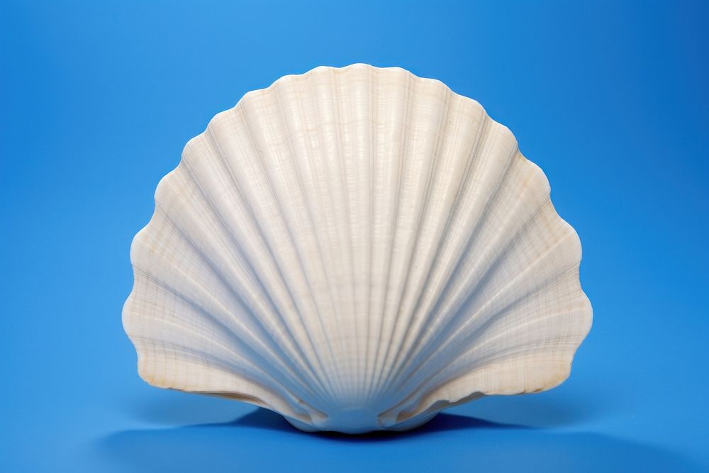 Sea shell invertebrate seashell seafood.