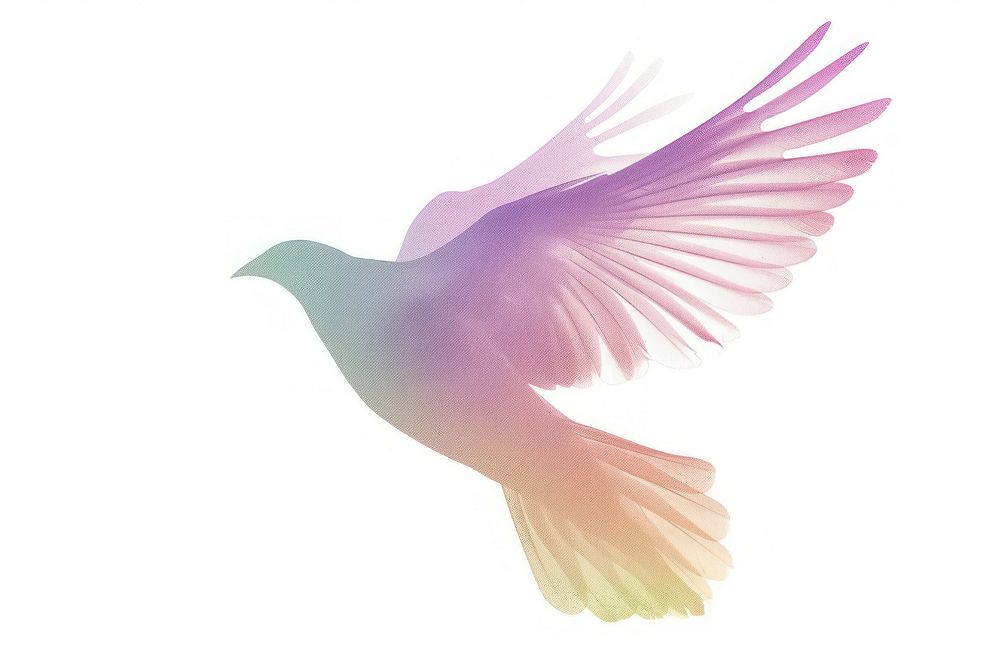 Flying bird silhouette animal pigeon dove.