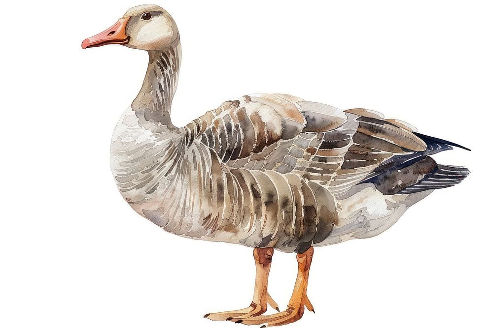 Goose anseriformes waterfowl animal.