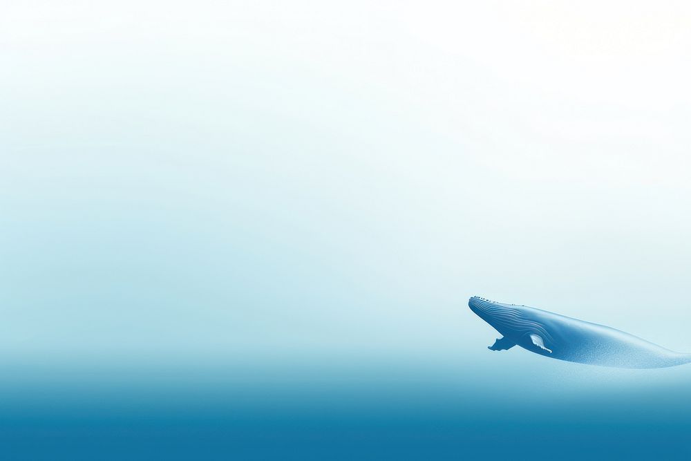 Whale outdoors aquatic animal.