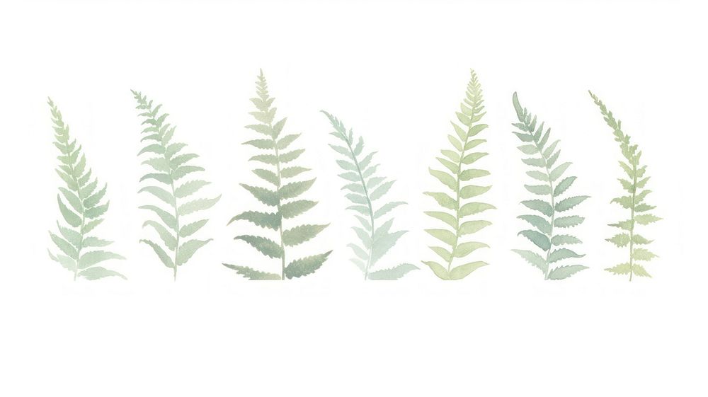 Ferns as divider line watercolour illustration grass plant leaf.