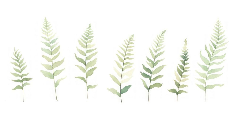 Ferns as divider line watercolour illustration herbal grass plant.