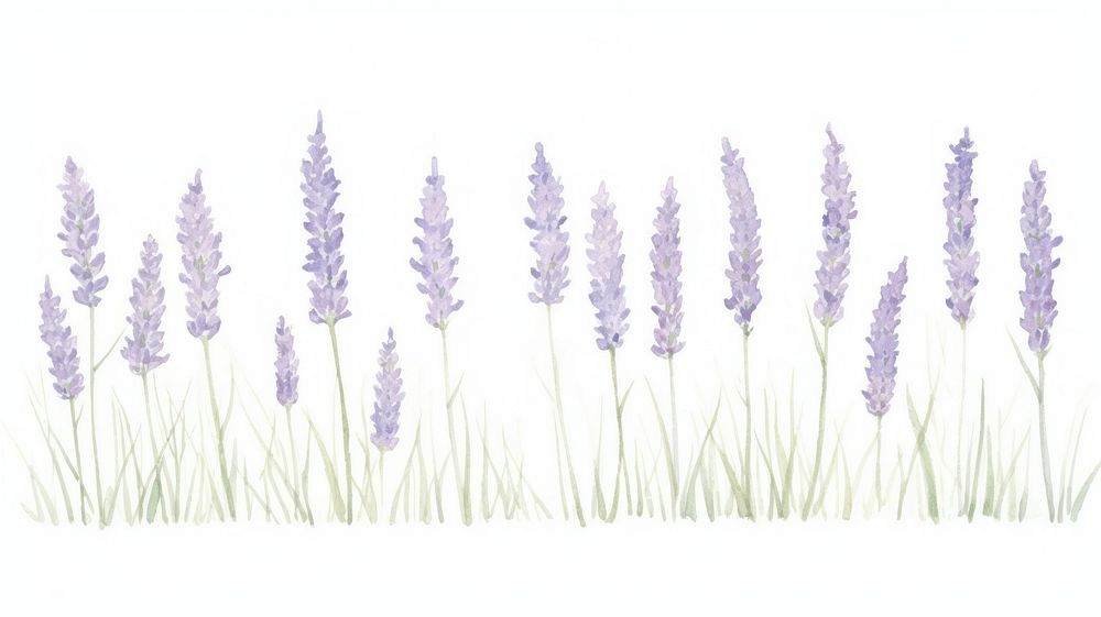 Lavenders as divider line watercolour illustration blossom flower plant.