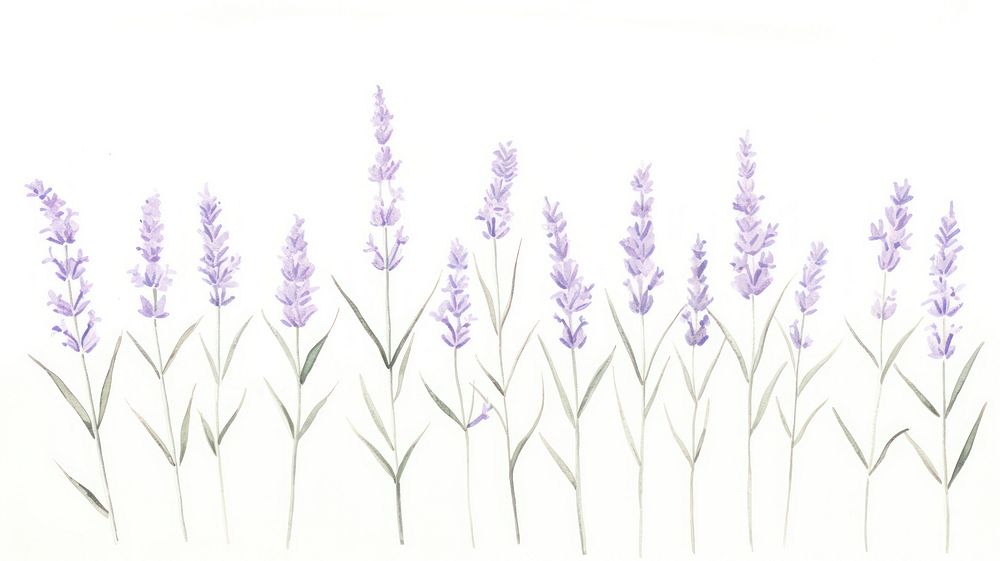 Lavenders as divider line watercolour illustration blossom flower plant.