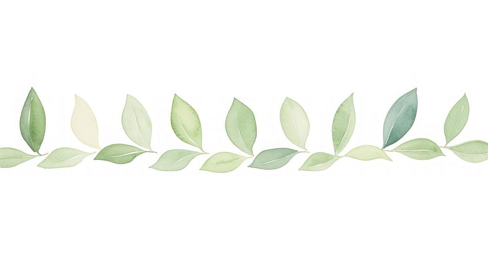 Leafs as divider line watercolour illustration astragalus graphics blossom.