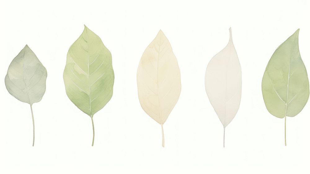 Leafs as divider line watercolour illustration blossom flower plant.
