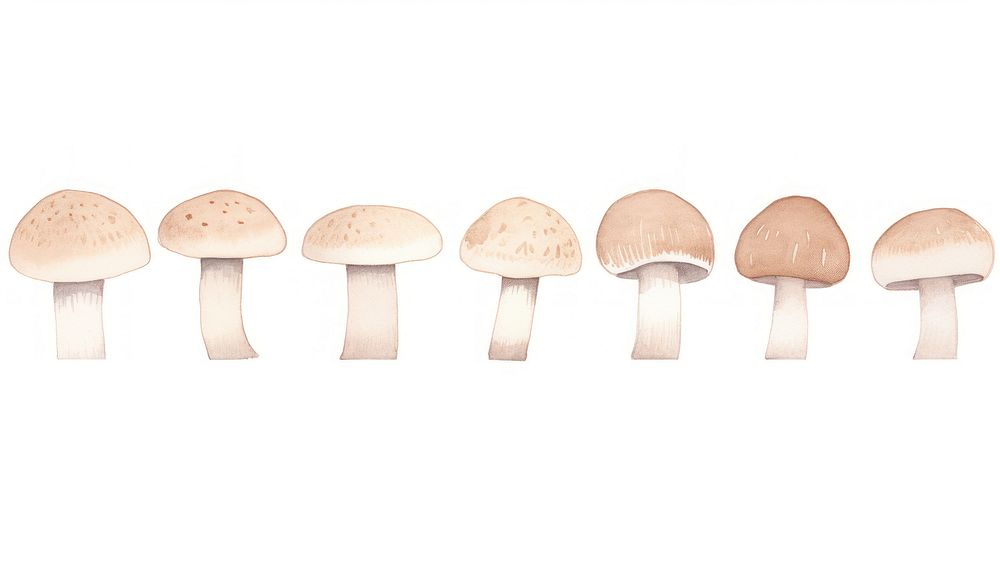 Mushrooms as divider line watercolour illustration amanita fungus agaric.