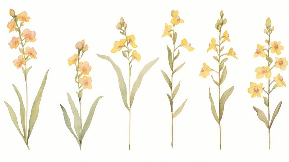 Orchids as divider line watercolour illustration gladiolus daffodil blossom.