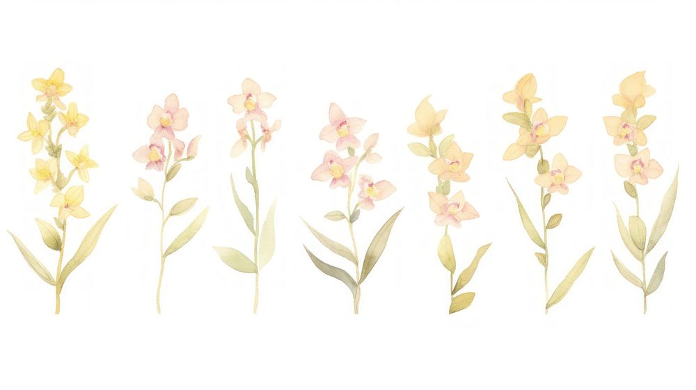 Orchids as divider line watercolour illustration daffodil blossom pattern.