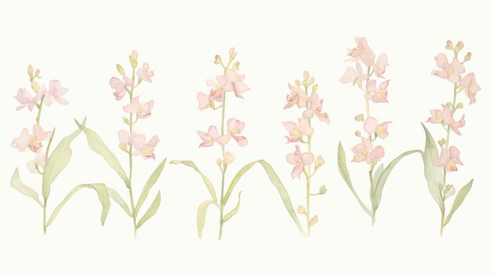 Orchids as divider line watercolour illustration blossom pattern flower.