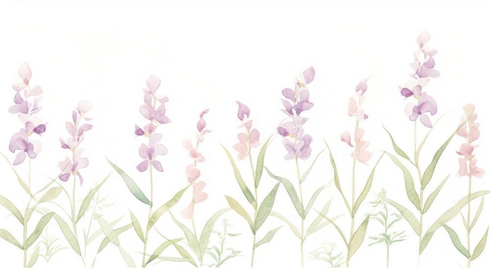 Orchids as divider line watercolour illustration graphics lavender blossom.