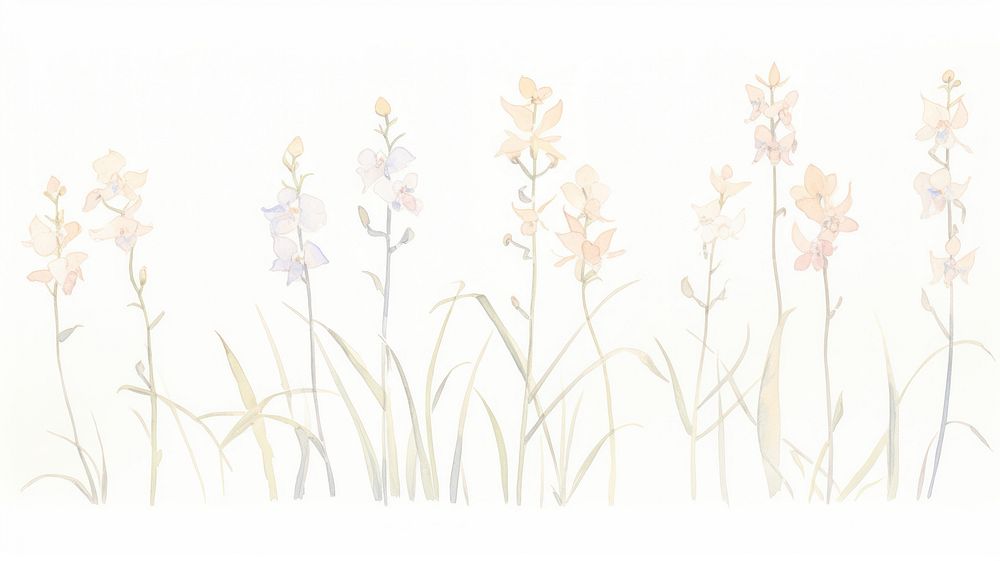 Orchids as divider line watercolour illustration illustrated graphics blossom.