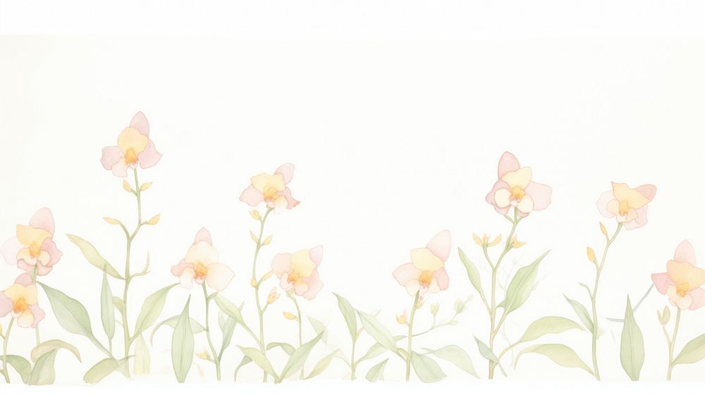 Orchids as divider line watercolour illustration graphics painting daffodil.