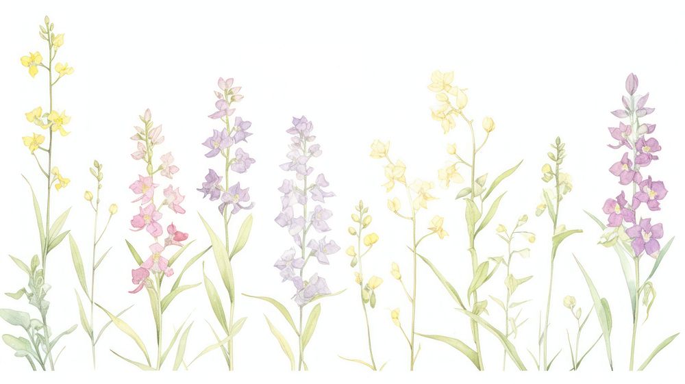 Orchids as divider line watercolour illustration lavender blossom flower.
