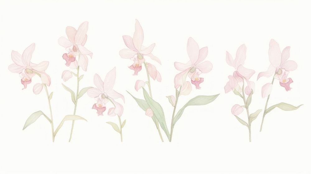 Orchids as divider line watercolour illustration graphics blossom pattern.