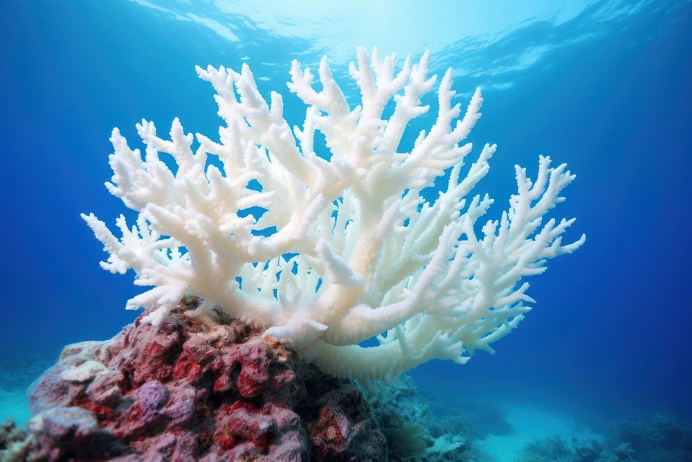 Bleached coral underwater outdoors nature.
