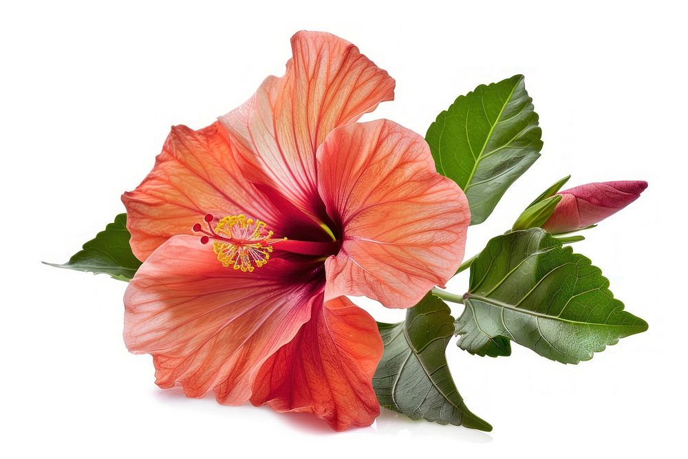 Hibiscus blossom flower anther.