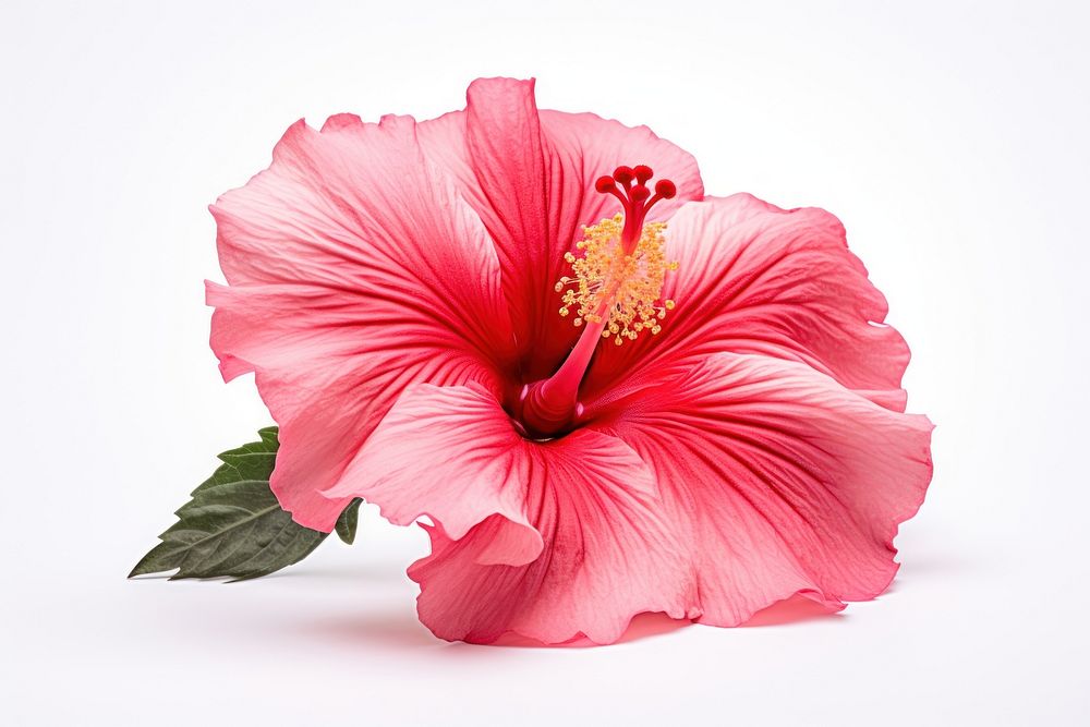 Hibiscus blossom flower anther.
