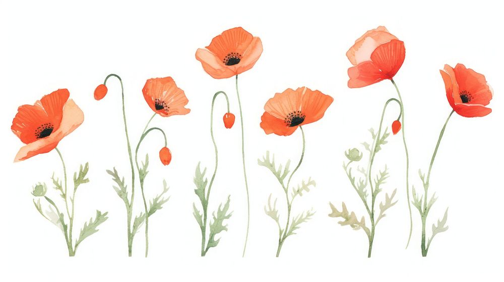 Poppies as divider line watercolour illustration blossom flower plant.