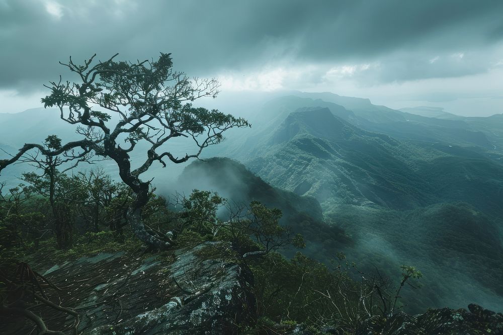 Camera show landscapes nature vegetation rainforest.