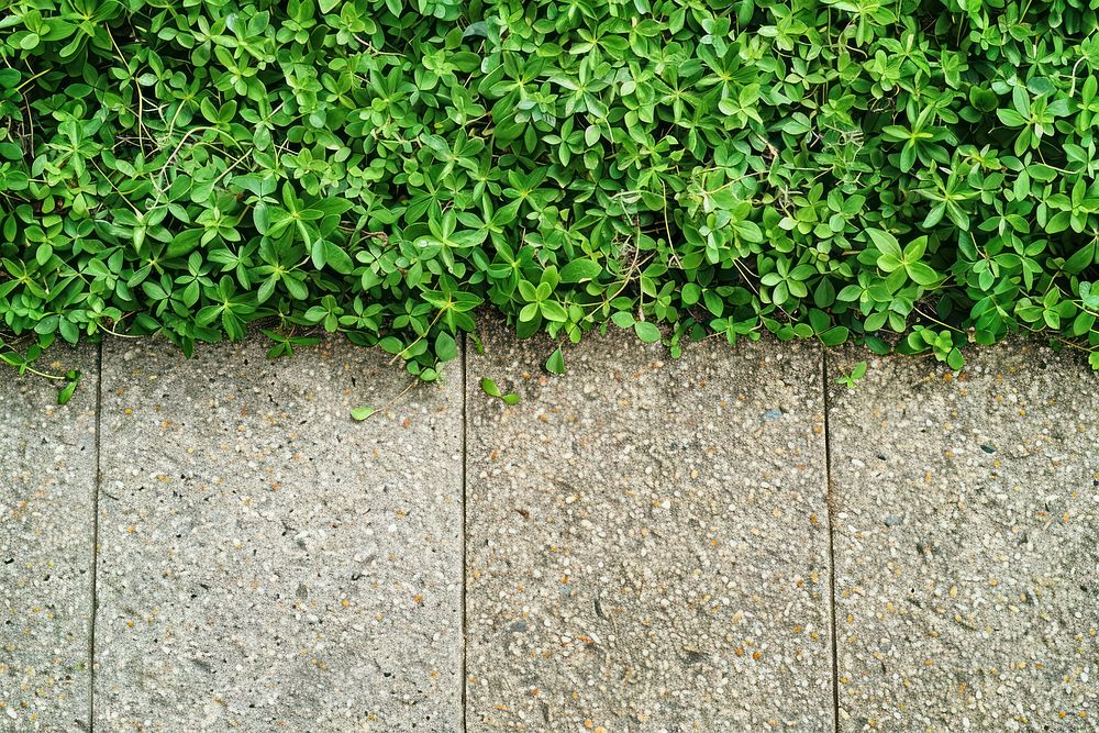Fine grain texture wall vegetation plant grass.