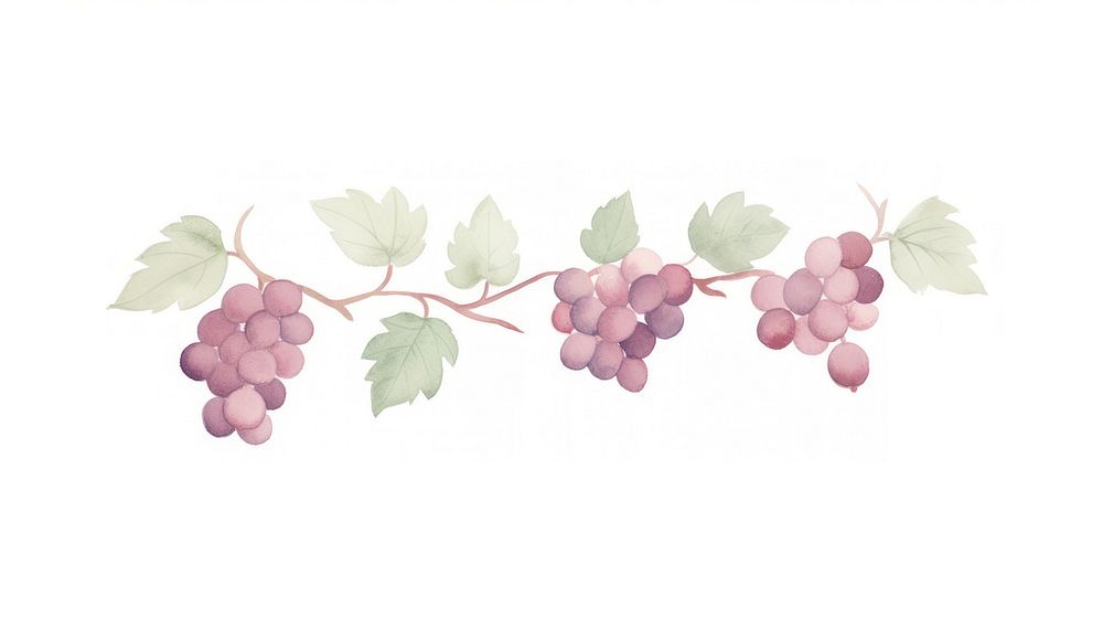 Wine as divider watercolor grapes produce fruit.