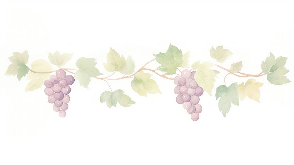 Wine as divider watercolor grapes vine produce.