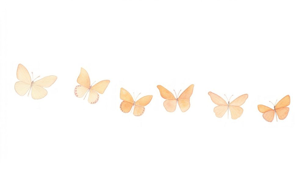 Butterflies as divider watercolor invertebrate butterfly animal.