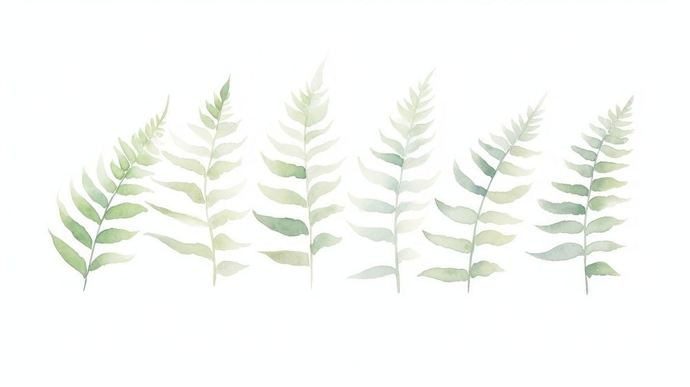 Ferns as divider watercolor plant grass leaf.