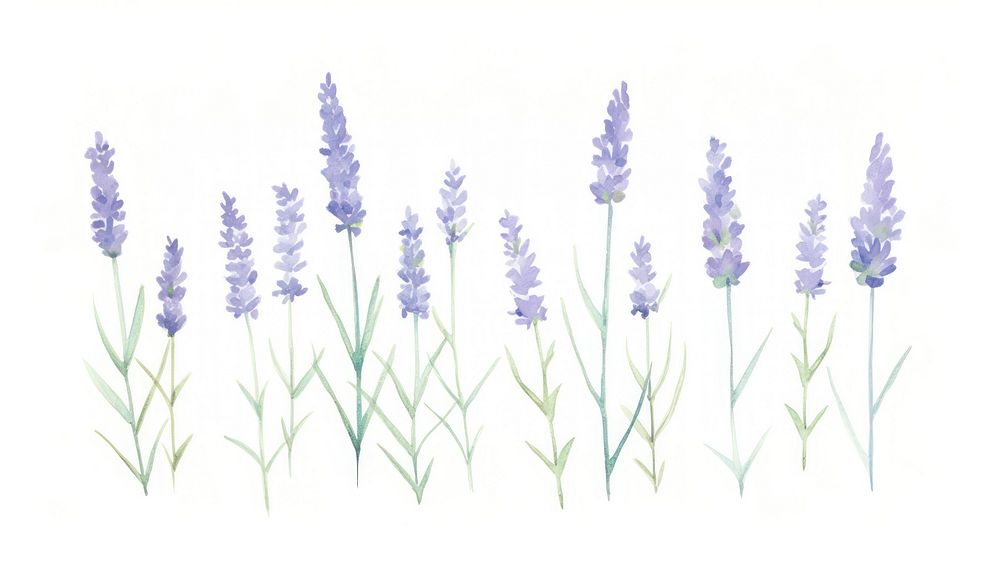 Lavender as divider watercolor blossom flower plant.