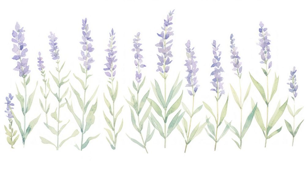 Lavenders as divider watercolor blossom flower herbal.