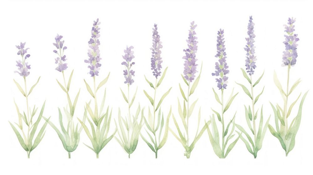 Lavenders as divider watercolor blossom flower plant.