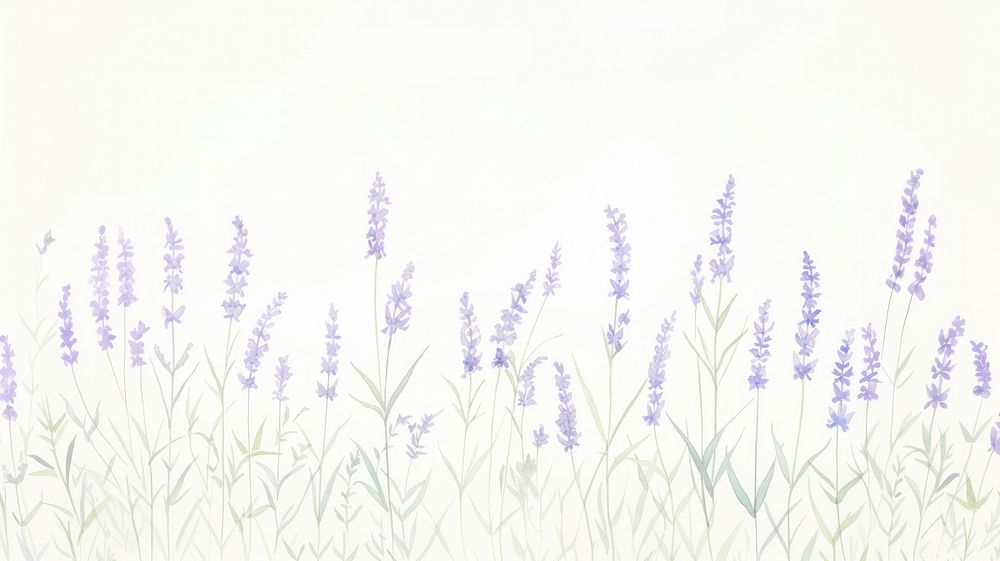 Lavenders as divider watercolor blossom flower purple.