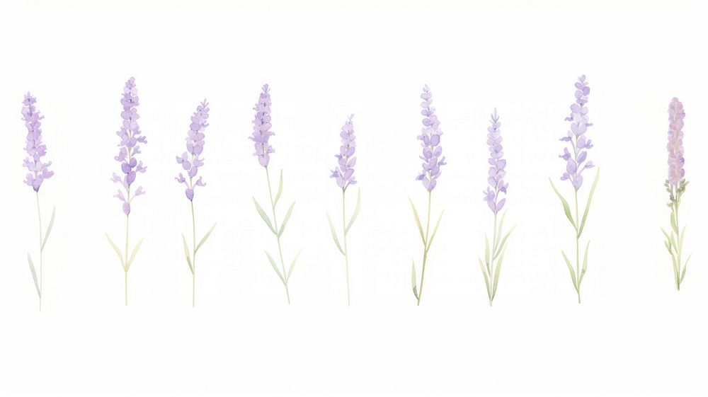 Lavenders as divider watercolor blossom flower plant.