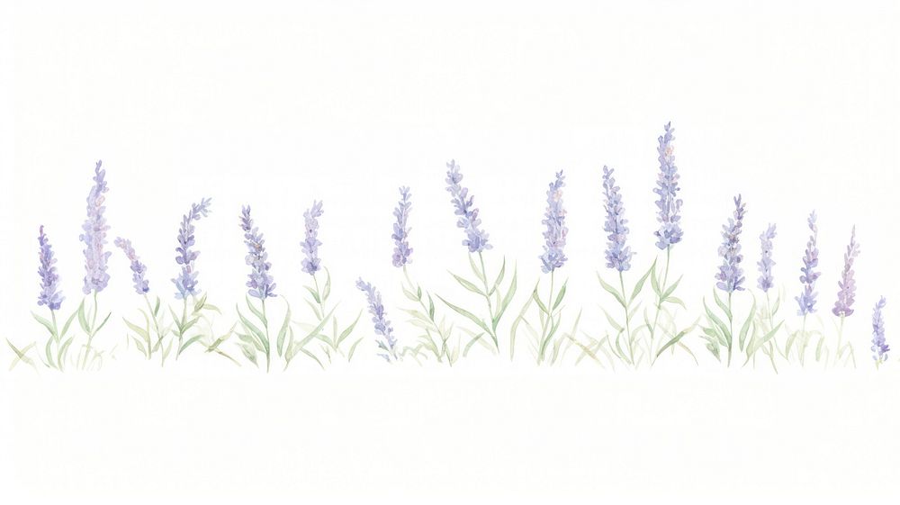 Lavenders as divider watercolor outdoors blossom flower.