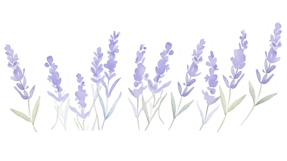 Lavender flower as divider watercolor blossom plant grass.
