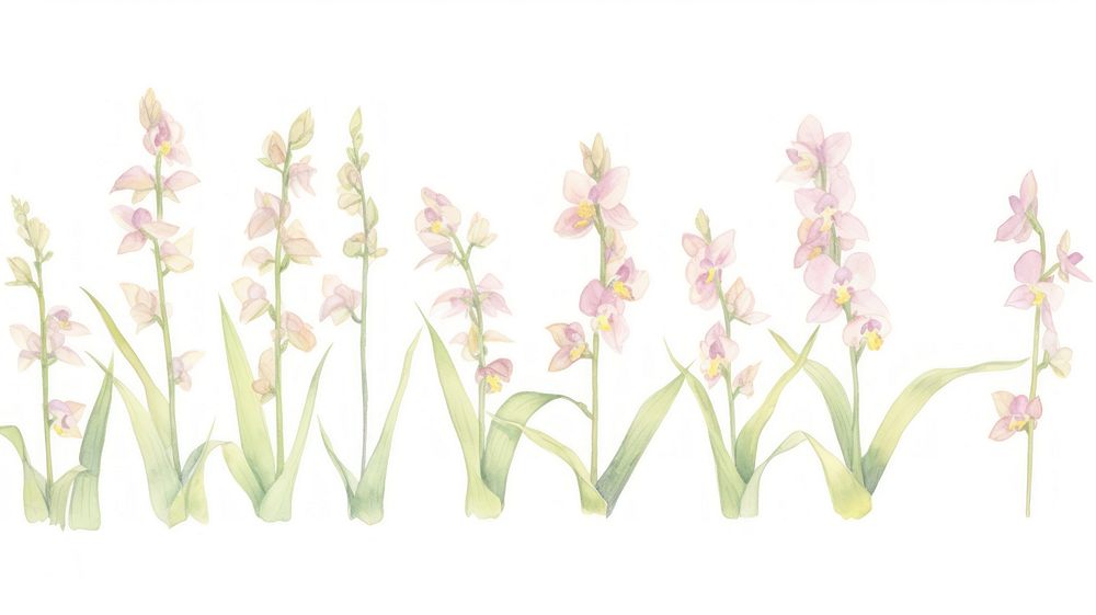 Orchids as divider watercolor blossom flower plant.