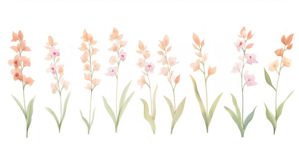Orchids as divider watercolor gladiolus blossom flower.