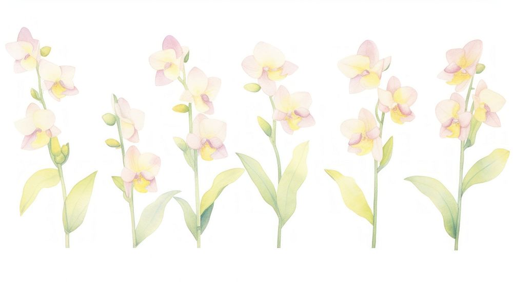 Orchids as divider watercolor daffodil blossom flower.