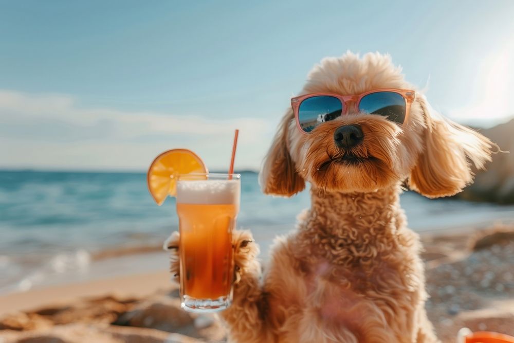A dog drinks a cocktail on the beach wearing sunglasses accessories accessory beverage.