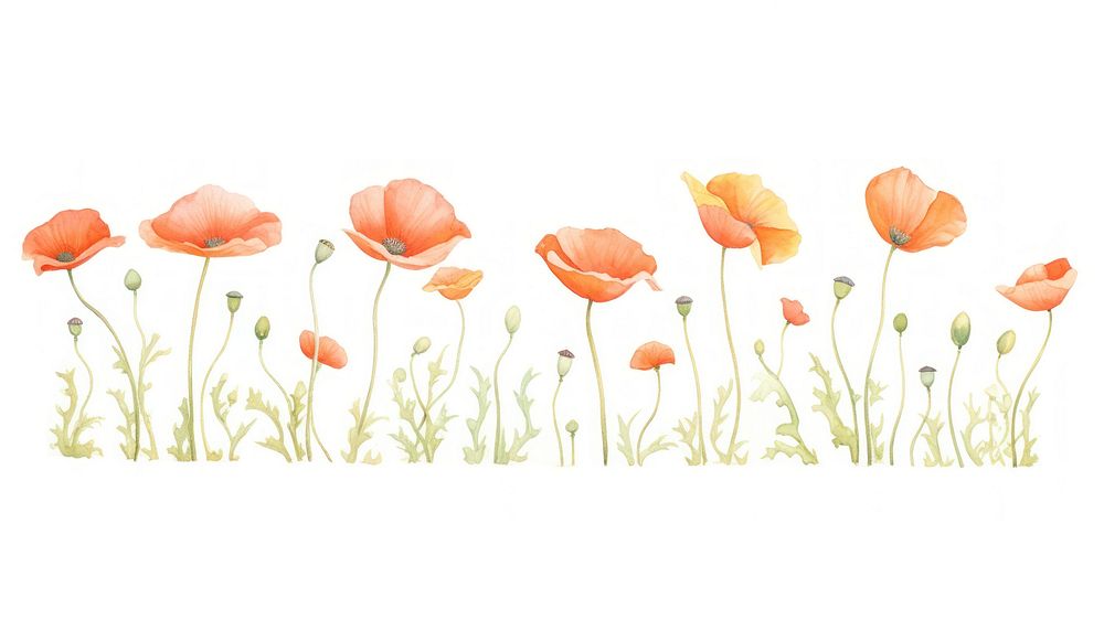 Poppies as divider watercolor blossom flower plant.