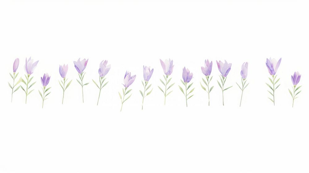 Purple flower buds as divider watercolor lavender blossom crocus.