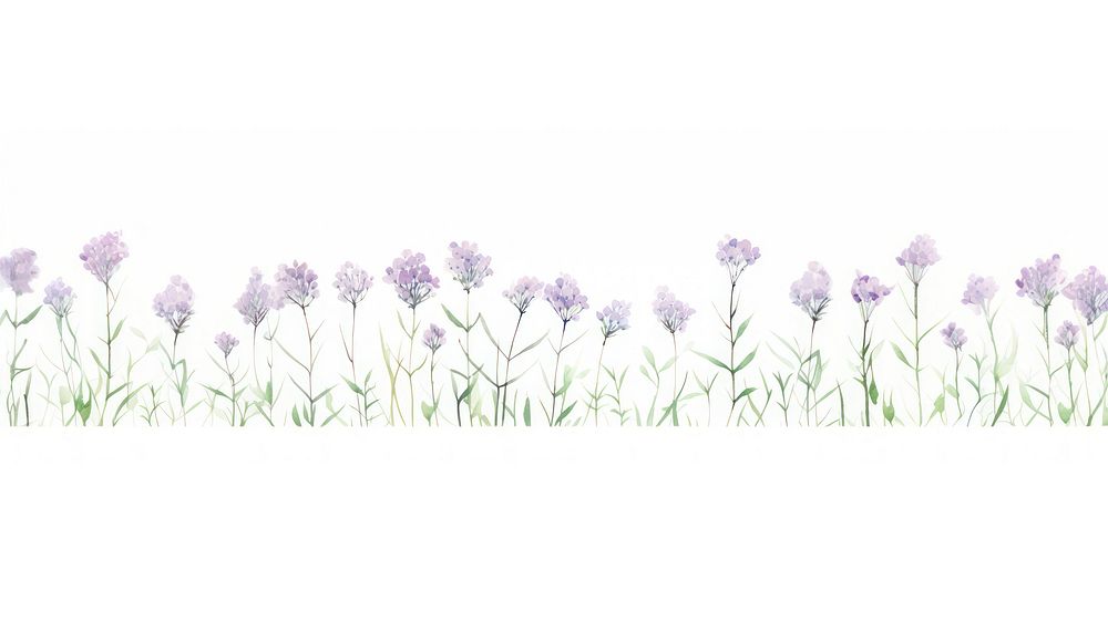 Purple flower buds as divider watercolor lavender outdoors blossom.