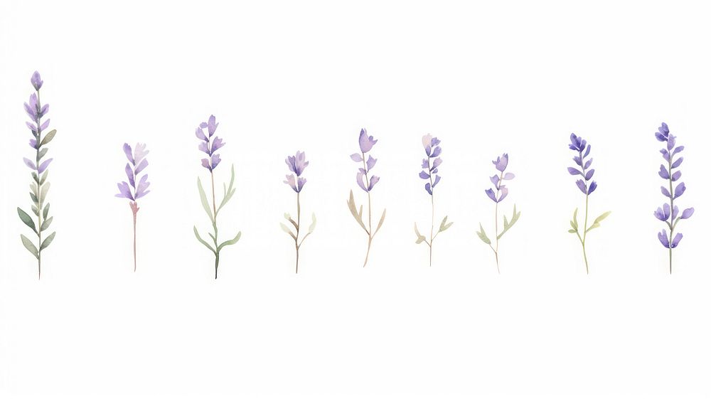 Purple flower buds as divider watercolor lavender blossom plant.